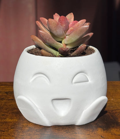 Higley Planter - Short