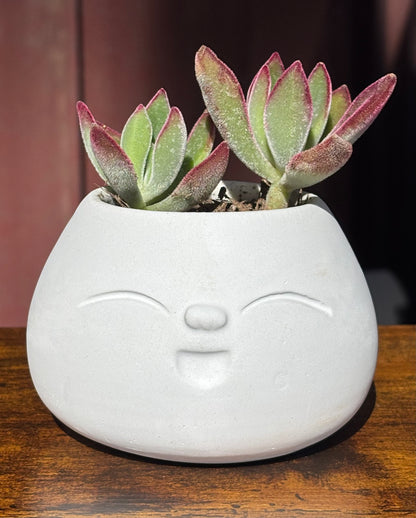 Bao Planter