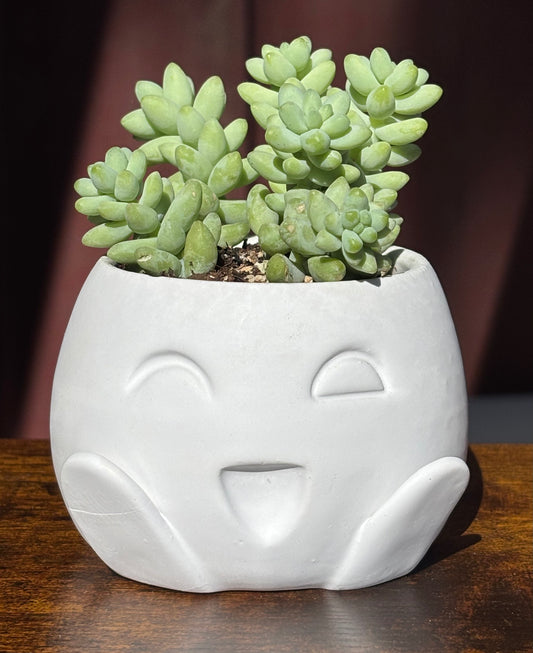 Higley Planter - Short
