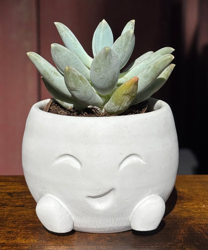 Bernie Bowl Planter