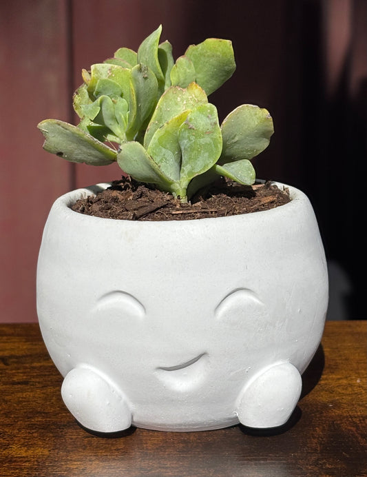 Bernie Bowl Planter
