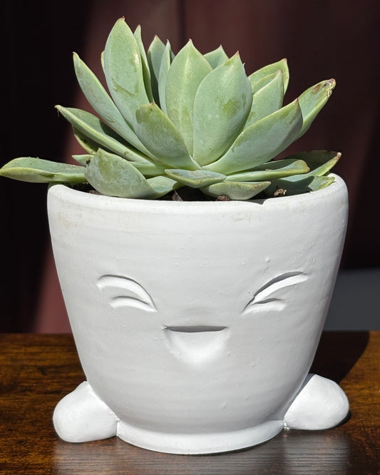 Bernie Cup Planter